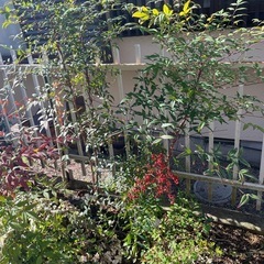 交渉中★
植物★南天★抜き苗の画像