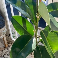 ゴムの木の画像