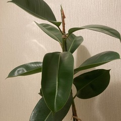 ゴムの木の画像