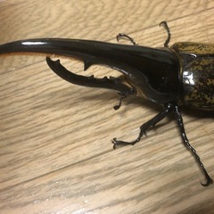 羽パカ　オス単品　ヘラクレスヘラクレス　150mmの画像