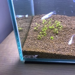 60センチ水槽スリムタイプ　水槽台セットの画像