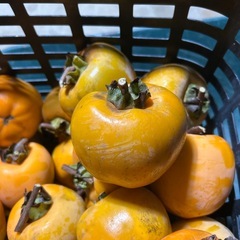 渋柿約80個
の画像