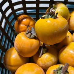 渋柿約80個
の画像