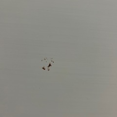 【名護市】シャープ 280L 冷蔵庫 SJ-PD28E-W 2019年製 動作品 引き取り限定 の画像