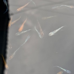 ミックスメダカの画像