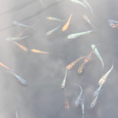 ミックスメダカの画像