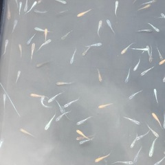 ミックスメダカの画像