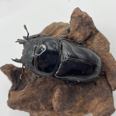 国産オオクワガタ　阿古谷産成虫ペア　配送可能の画像