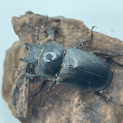 トクノシマノコギリクワガタ　成虫ペア　はいそうかのう配送可能の画像