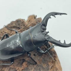 トクノシマノコギリクワガタ　成虫ペア　はいそうかのう配送可能