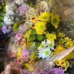 マム　ノートルダムミックス5本の画像