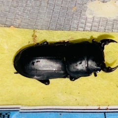 ①④ ムシモンオオクワガタ  新成虫ペアの販売の画像