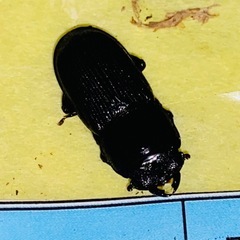 ①④ ムシモンオオクワガタ  新成虫ペアの販売の画像