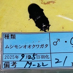 ①④ ムシモンオオクワガタ  新成虫ペアの販売の画像