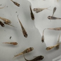 まとめ売り！金色夜叉墨入りメダカ30匹2500円の画像