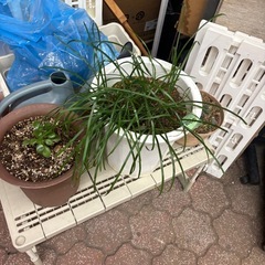 植木　色々の画像