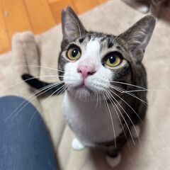 💛ナッツ君　大きな目で見上げてキスします　色気のある五カ月前後