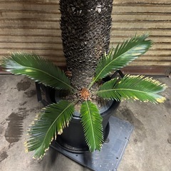 ソテツ 高さ約140cm 胴周り約68cmの画像