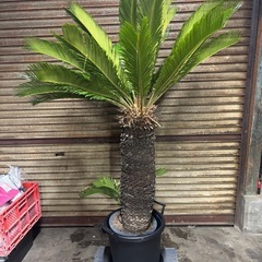 ソテツ 高さ約140cm 胴周り約68cmの画像