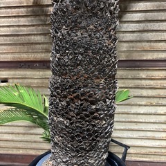 ソテツ 高さ約140cm 胴周り約68cmの画像