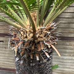 ソテツ 高さ約140cm 胴周り約68cmの画像