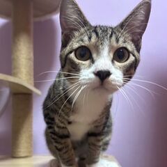 トライアル💛ヨーグル　4カ月　スラーッとした男の子でストーカー