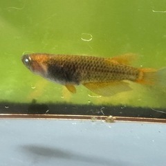 メダカ シングルモルト🐉 2ペア オスブルーアイの画像