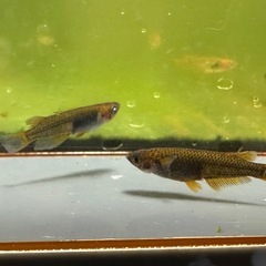 メダカ シングルモルト🐉 2ペア オスブルーアイの画像