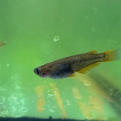 メダカ シングルモルト🐉 2ペア オスブルーアイの画像