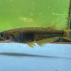 メダカ シングルモルト🐉 2ペア オスブルーアイの画像