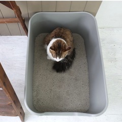 猫トイレの画像