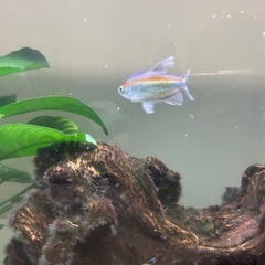 コンゴテトラ 2匹の画像