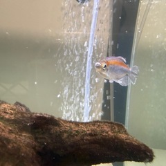 コンゴテトラ 2匹の画像