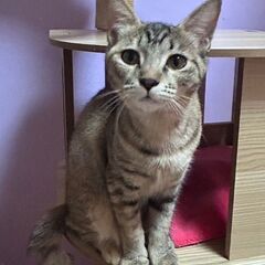 💛わたがし★小柄な女の子　麦わら色　初心者向けかな。学習するお利...