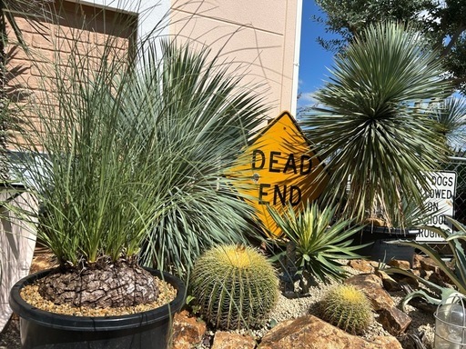 植物+石材+ドライガーデン施工込みセット (MG plants) 下松の手伝い