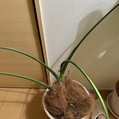 モンステラ　抜き苗の画像