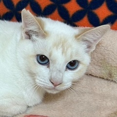 ブルーアイズ　& 茶白くん