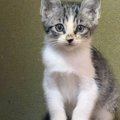 とっても元気な男の子（現在お話中のため募集中断しています）