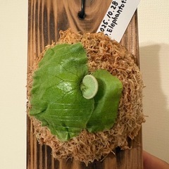 ビガクシダ　エレファントティス　板付子株の画像