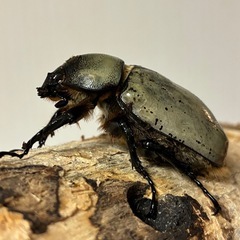 グラントシロカブト♀単品の画像