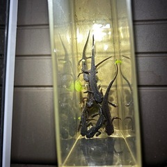 アカハライモリ子供の画像