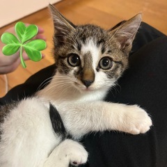 人なれ子猫　オス2か月