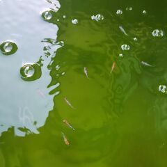 メダカ購入の方限定で水槽お安くセットで出します❗の画像