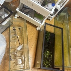 水槽 大量 生体付きで引き取り可能な方の画像