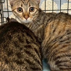 甘えんぼ💓お布団添い寝にゃん🐾💓