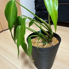 レアな植物を2鉢まとめて格安でお譲りします。の画像