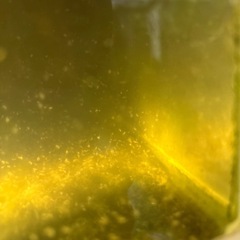 ミジンコ、活き餌、みじんこ、100匹程500円より　の画像