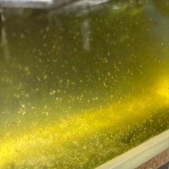 ミジンコ、活き餌、みじんこ、100匹程500円より　の画像