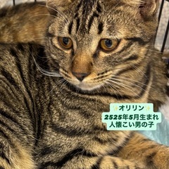 🍀11月19日（日）🍀イオン小郡店🐾譲渡会に参加します！お…