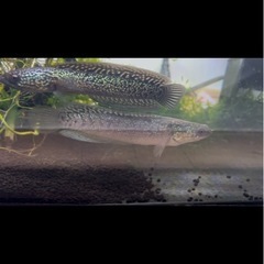 スネークヘッドの画像